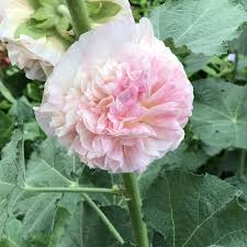 Image result for Alcea rosea `Appleblossom`