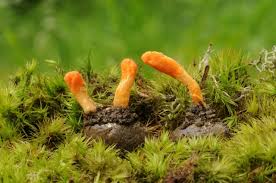 Attēlu rezultāti vaicājumam “Cordyceps”