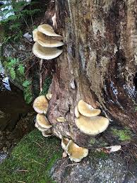 Attēlu rezultāti vaicājumam “Panellus serotinus”