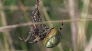 Attēlu rezultāti vaicājumam “Araneus quadratus female”