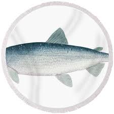 Image result for Coregonus artedi