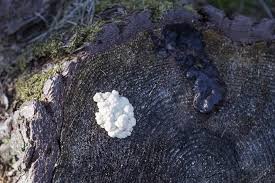 Attēlu rezultāti vaicājumam “Amaurochaete atra”