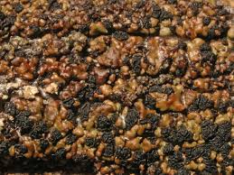 Attēlu rezultāti vaicājumam “Hypocenomyce friesii”