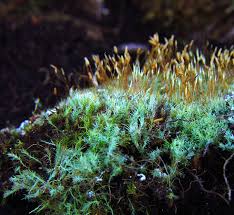 Attēlu rezultāti vaicājumam “Saelania glaucescens”