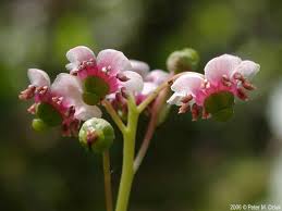 Attēlu rezultāti vaicājumam “Chimaphila umbellata”