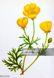 Attēlu rezultāti vaicājumam “Ranunculus bulbosus flower”