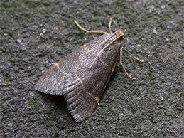 Attēlu rezultāti vaicājumam “Hypsopygia glaucinalis”