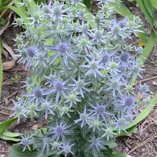 Image result for Eryngium `Blue Hobbit`