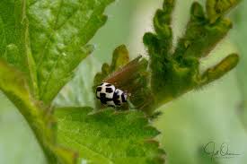 Attēlu rezultāti vaicājumam “Palomena prasina imago”