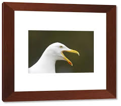 Attēlu rezultāti vaicājumam “Larus argentatus adult”