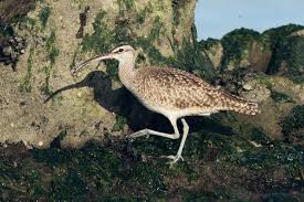 Image result for Numenius hudsonicus