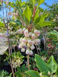 Attēlu rezultāti vaicājumam “Enkianthus campanulatus flower”