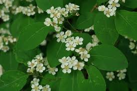 Attēlu rezultāti vaicājumam “Cotoneaster multiflorus”