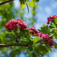 Attēlu rezultāti vaicājumam “Crataegus macracantha flower”
