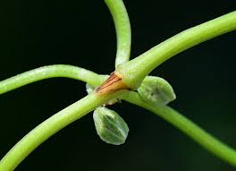 Attēlu rezultāti vaicājumam “Fallopia convolvulus fruit”