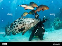 Image result for Epinephelus tukula