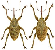 Attēlu rezultāti vaicājumam “Curculio venosus”