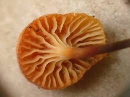 Attēlu rezultāti vaicājumam “Xeromphalina campanella”