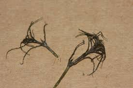 Attēlu rezultāti vaicājumam “Najas minor”