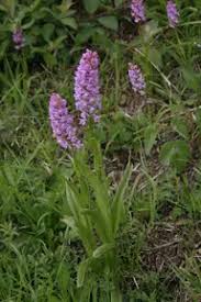 Attēlu rezultāti vaicājumam “Gymnadenia conopsea fruit”