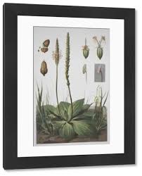 Attēlu rezultāti vaicājumam “Plantago media”