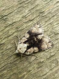 Attēlu rezultāti vaicājumam “Acronicta alni”