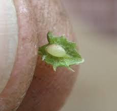 Attēlu rezultāti vaicājumam “Rumex aquaticus bud”