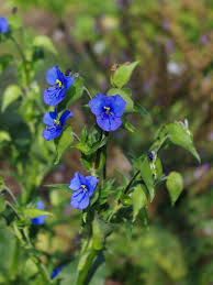 Attēlu rezultāti vaicājumam “Commelina coelestis”