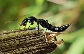 Attēlu rezultāti vaicājumam “Staphylinidae”