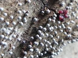 Attēlu rezultāti vaicājumam “Physarum globuliferum”