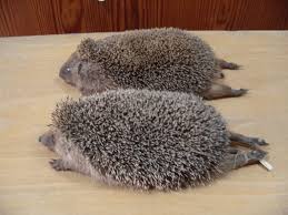 Attēlu rezultāti vaicājumam “Erinaceus roumanicus”