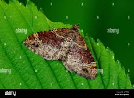 Attēlu rezultāti vaicājumam “Xanthorhoe spadicearia”