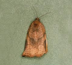 Attēlu rezultāti vaicājumam “Archips podana female”