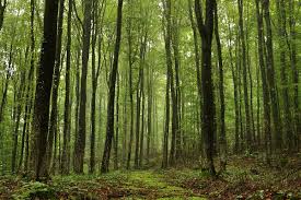 Image result for лес,