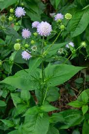 Image result for Knautia dipsacifolia