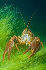 Attēlu rezultāti vaicājumam “Astacus astacus”