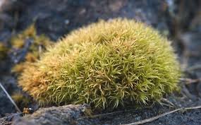 Attēlu rezultāti vaicājumam “Orthotrichum diaphanum”