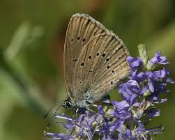 Attēlu rezultāti vaicājumam “Maculinea teleius underside”