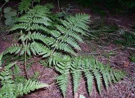 Attēlu rezultāti vaicājumam “Dryopteris dilatata”