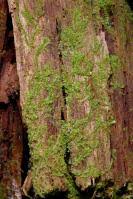 Attēlu rezultāti vaicājumam “Lophozia ventricosa”