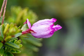 Attēlu rezultāti vaicājumam “Empetrum nigrum flower”