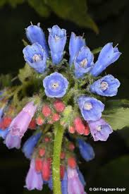 Attēlu rezultāti vaicājumam “Symphytum asperum leaf”