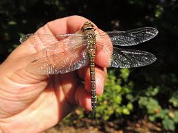 Attēlu rezultāti vaicājumam “Aeshna mixta female”