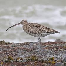 Image result for Numenius tenuirostris