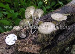 Attēlu rezultāti vaicājumam “Marasmius sp.”