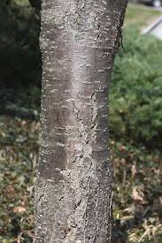 Attēlu rezultāti vaicājumam “Syringa reticulata subsp. amurensis”