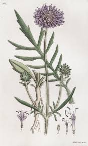 Image result for Knautia arvensis