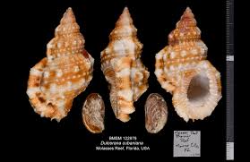 Image result for Cinctura hunteria