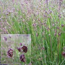 Attēlu rezultāti vaicājumam “Briza media”