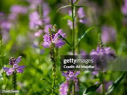 Attēlu rezultāti vaicājumam “Dracocephalum ruyschiana fruit”